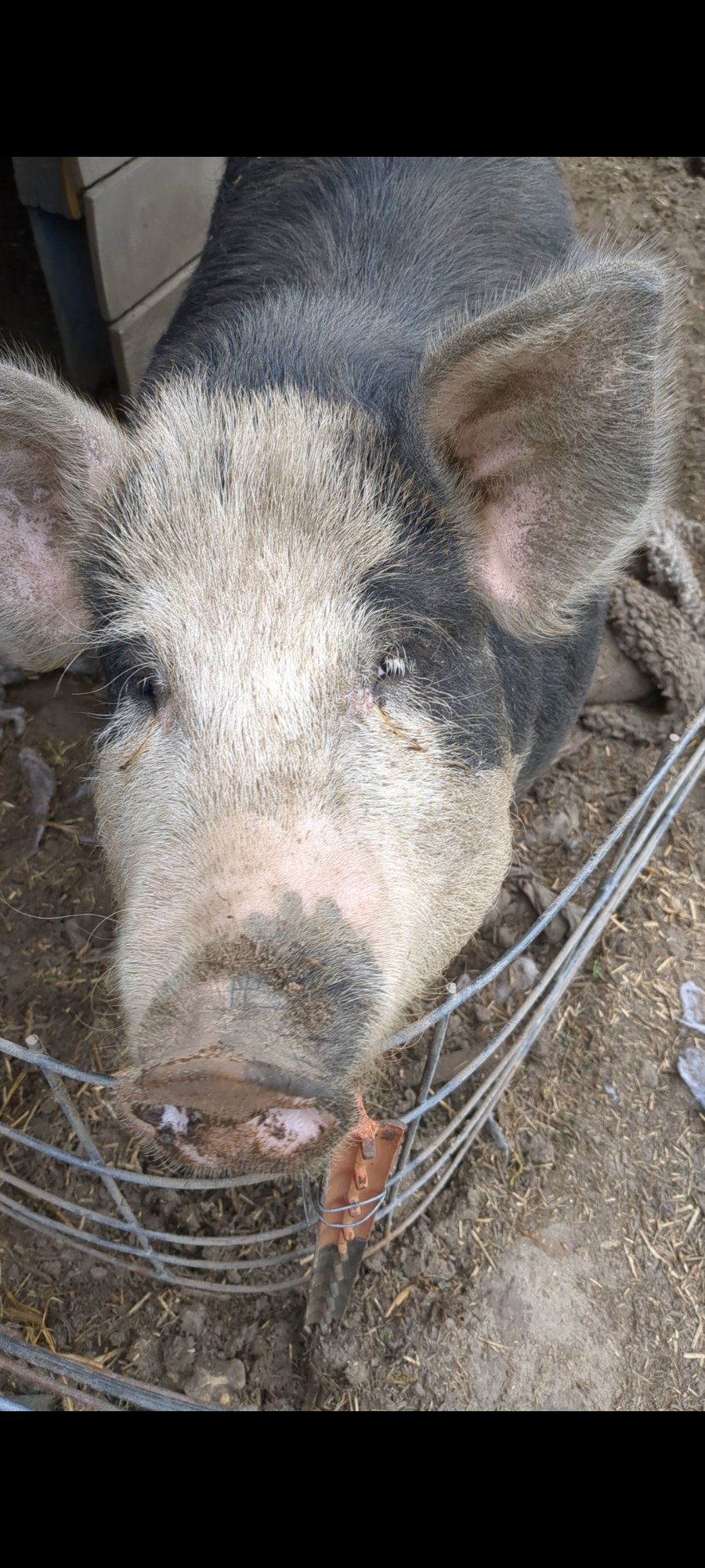 Preparing for Sowsy’s Piglets: Essential Tips for the Big Day